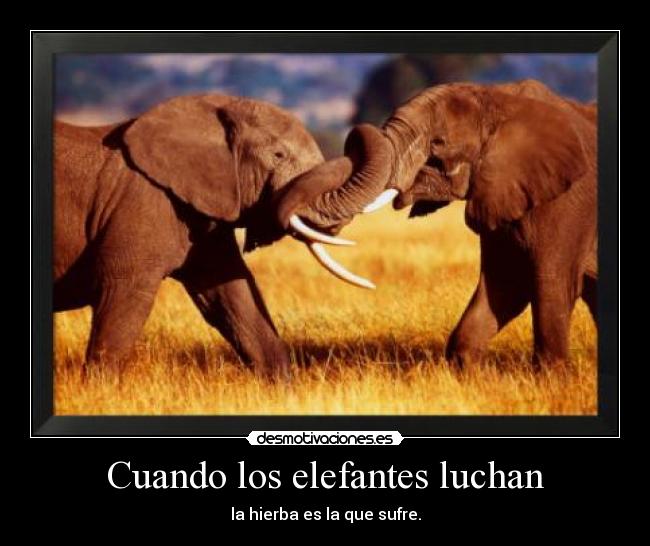 Cuando los elefantes luchan - la hierba es la que sufre.