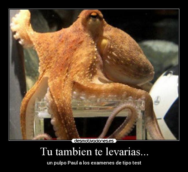Tu tambien te levarias... - un pulpo Paul a los examenes de tipo test
