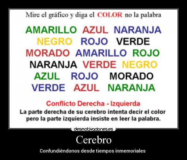 Cerebro - 