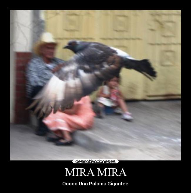 MIRA MIRA - Ooooo Una Paloma Gigantee!