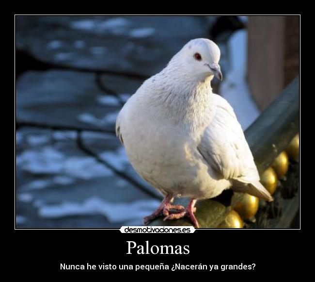 Palomas -