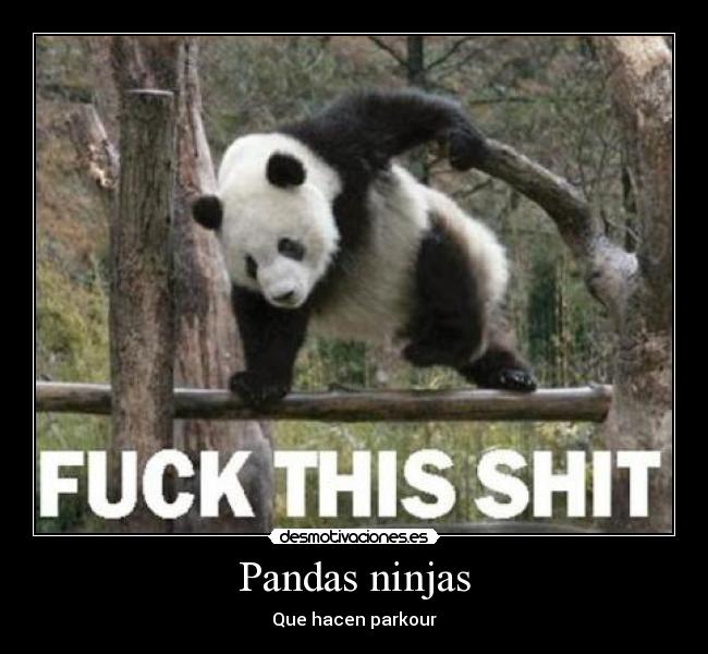 Pandas ninjas -