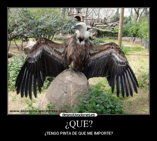 ¿QUE? -