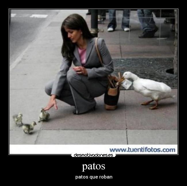 patos - patos que roban