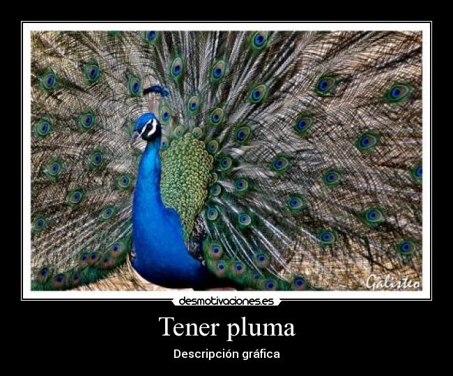 Tener pluma - Descripción gráfica