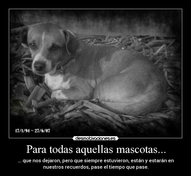 Para todas aquellas mascotas... - 