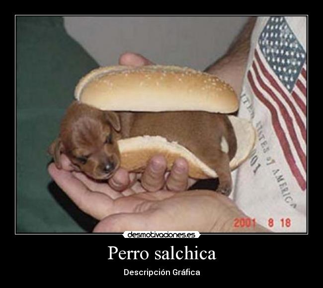 Perro salchica - Descripción Gráfica