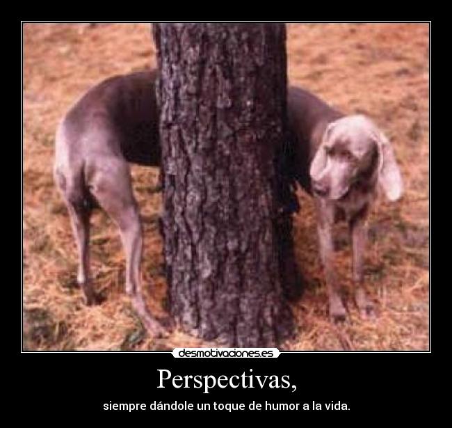 Perspectivas, -