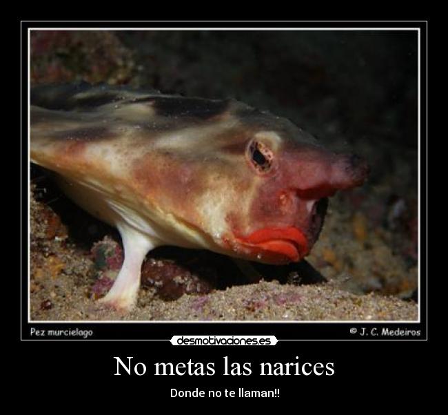 No metas las narices - Donde no te llaman!!