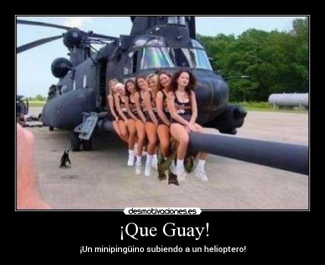 ¡Que Guay! - ¡Un minipingüino subiendo a un helioptero!