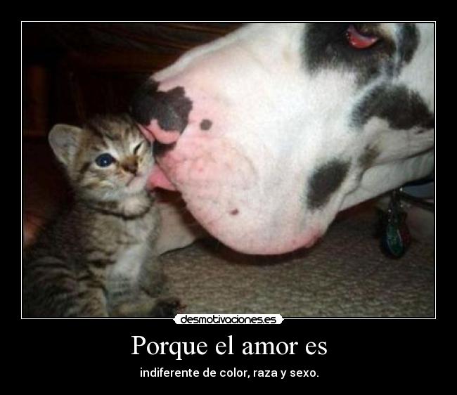Porque el amor es -
