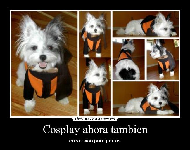 Cosplay ahora tambien - en version para perros.
