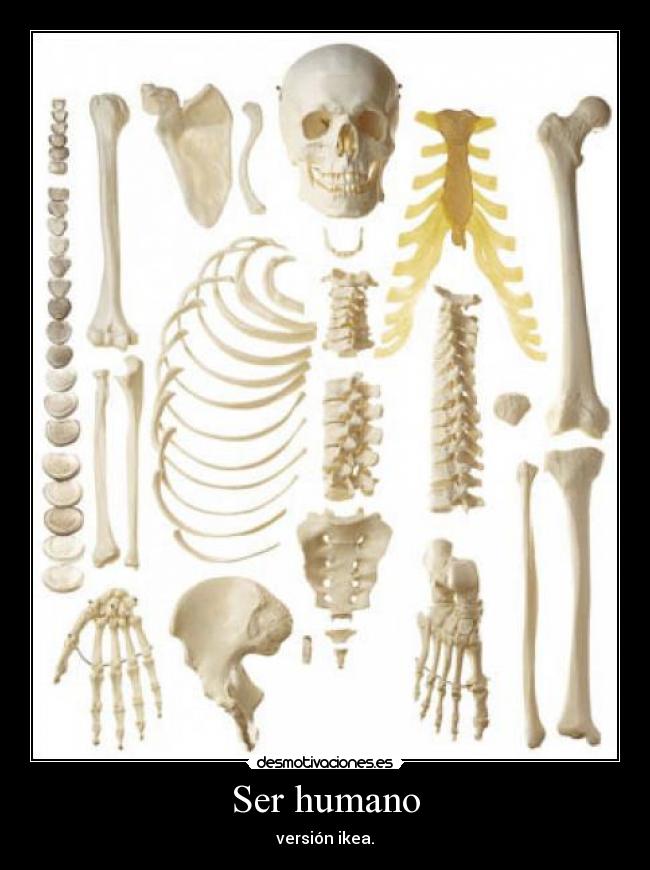 carteles cuerpo humano desmotivaciones