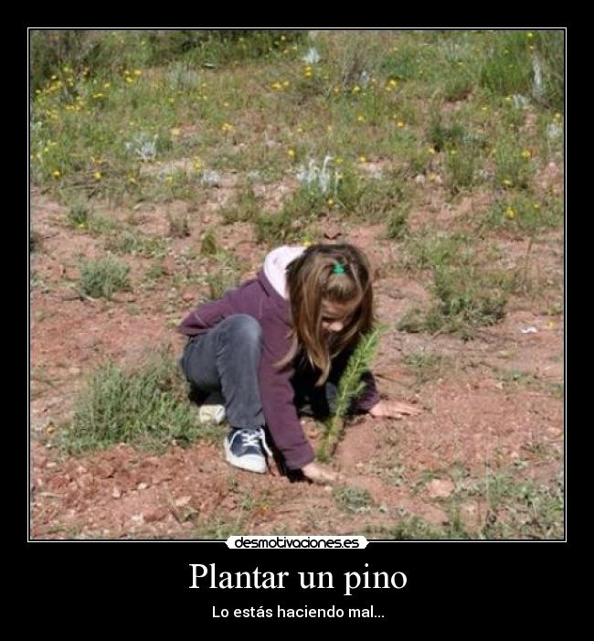 Plantar un pino -