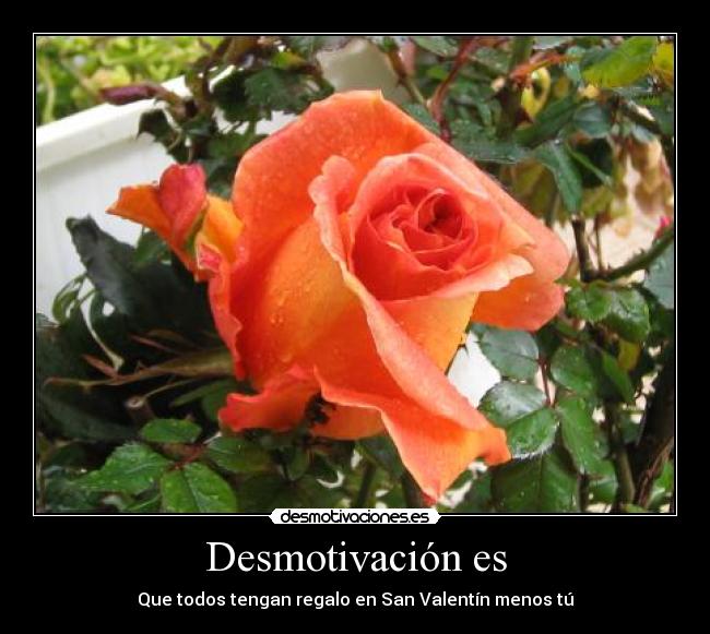 Desmotivación es - Que todos tengan regalo en San Valentín menos tú