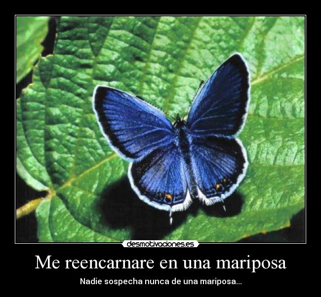 Me reencarnare en una mariposa - Nadie sospecha nunca de una mariposa...