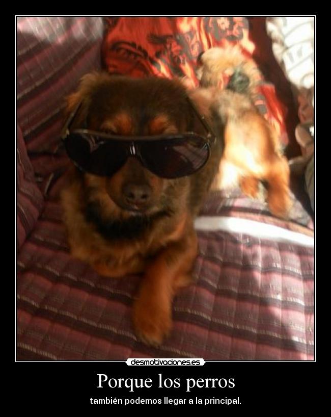 Porque los perros - también podemos llegar a la principal.
