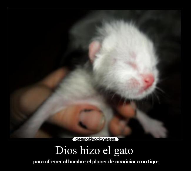 Dios hizo el gato  - para ofrecer al hombre el placer de acariciar a un tigre