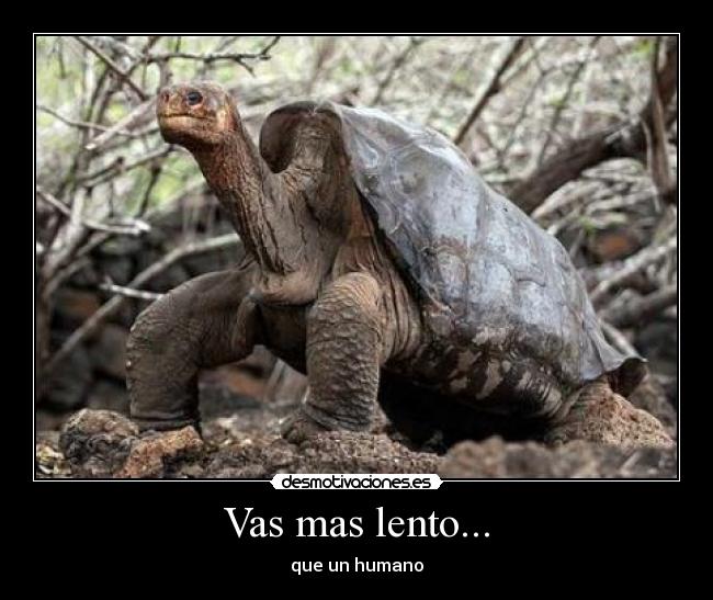 Vas mas lento... - 