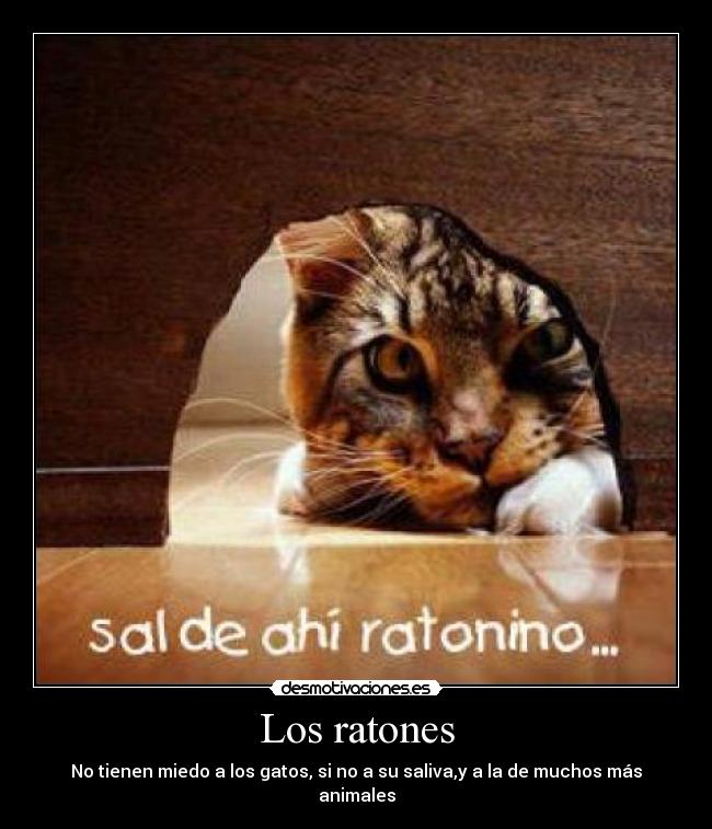 Los ratones -