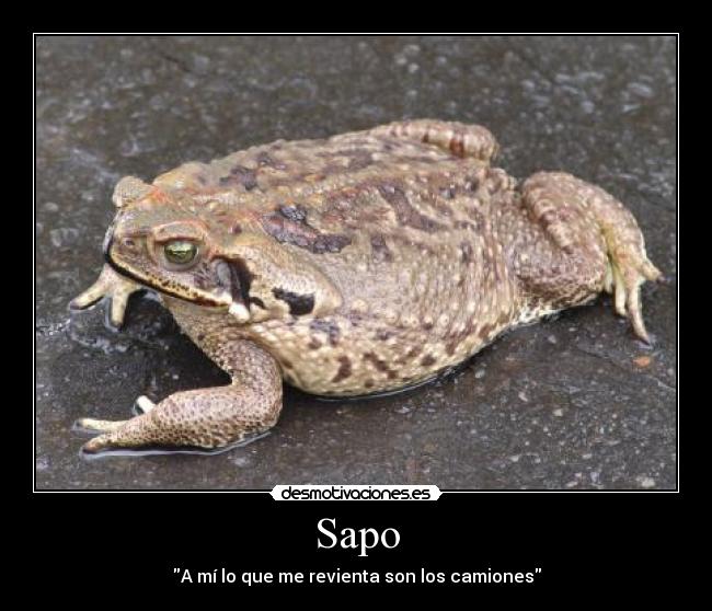 Sapo -