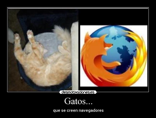Gatos... - 