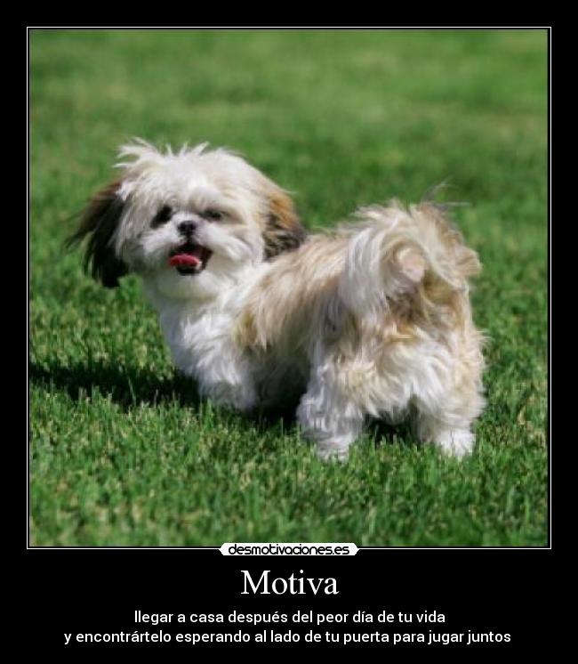 Motiva - 
