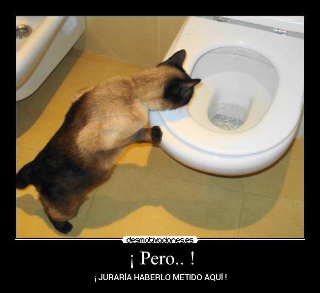 carteles gato curioso desmotivaciones