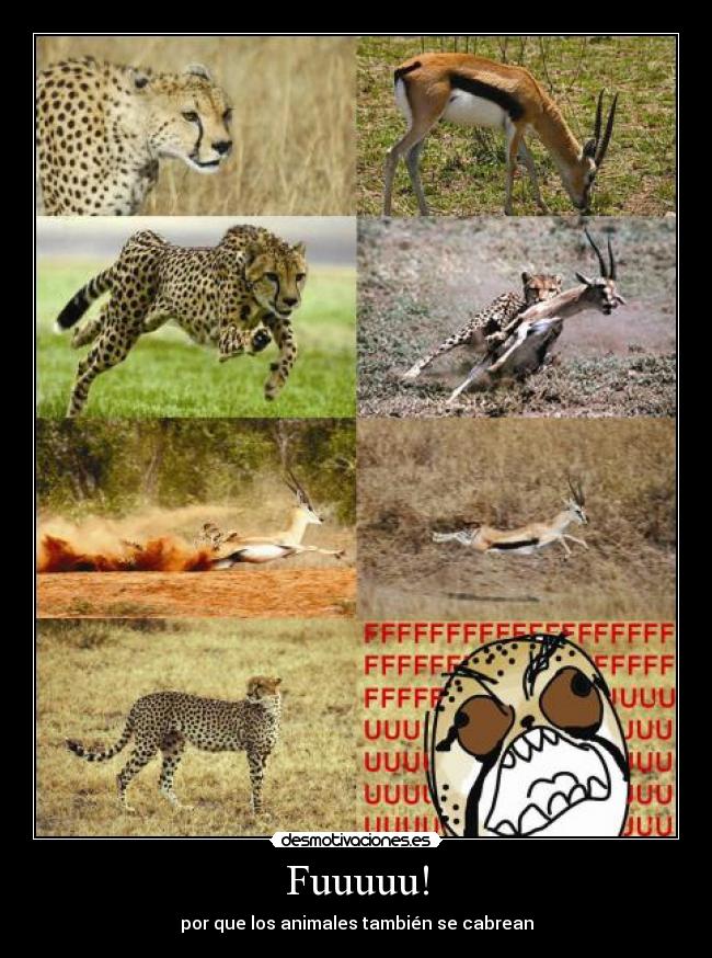 Fuuuuu! - por que los animales también se cabrean