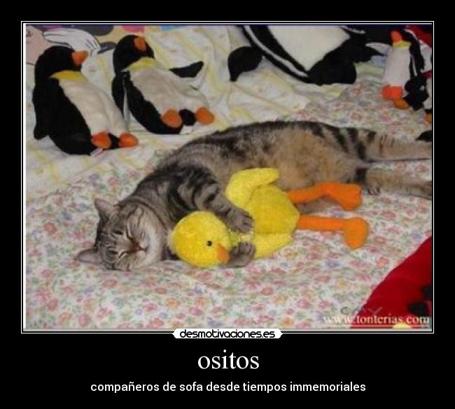 ositos - 