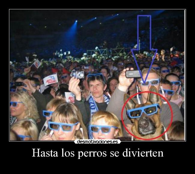 Hasta los perros se divierten - 