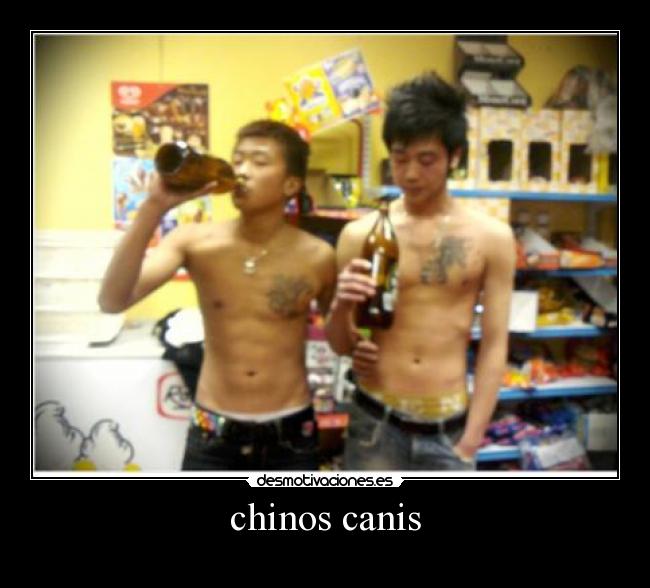 chinos canis -