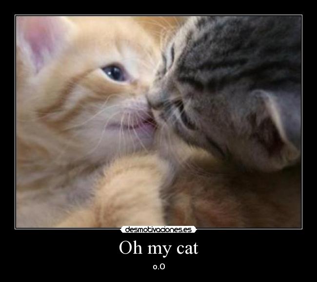 Oh my cat -
