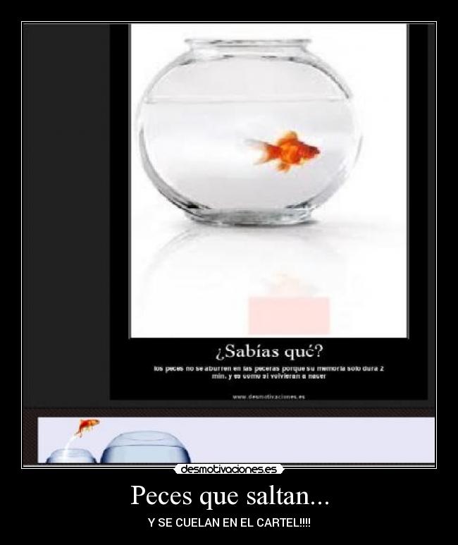 Peces que saltan... - Y SE CUELAN EN EL CARTEL!!!!