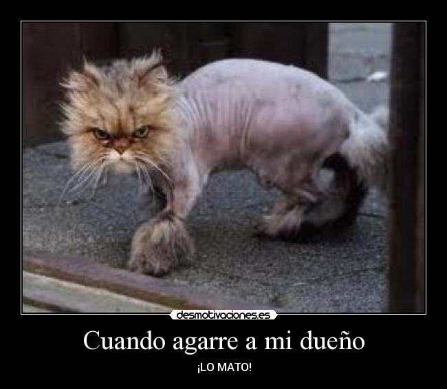 Cuando agarre a mi dueño -