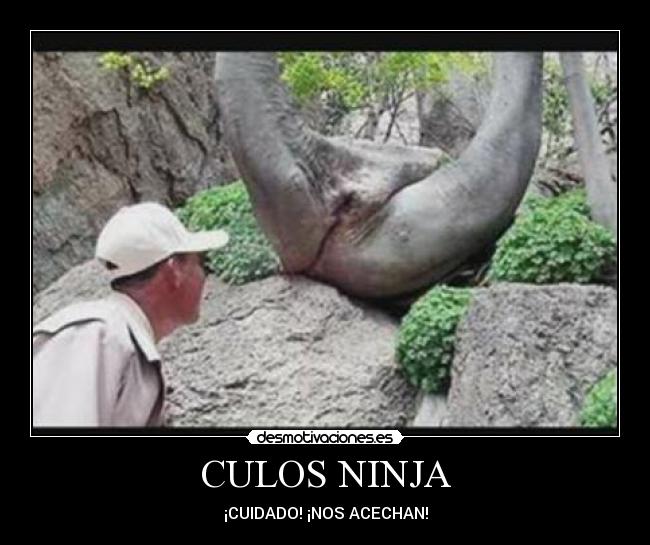 CULOS NINJA - 