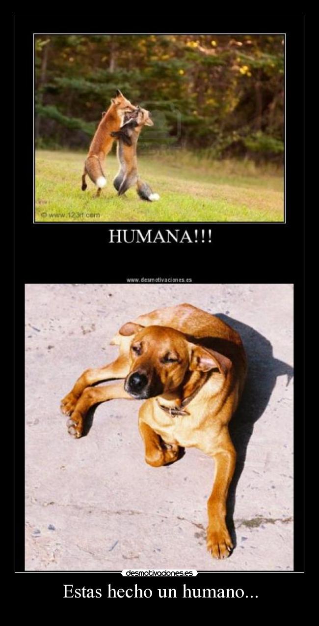 Estas hecho un humano... - 