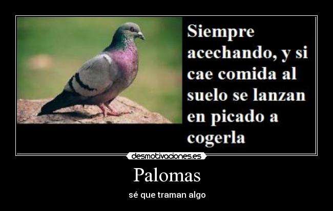 Palomas - sé que traman algo