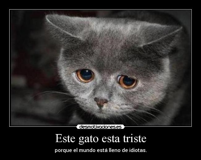 Este gato esta triste - 