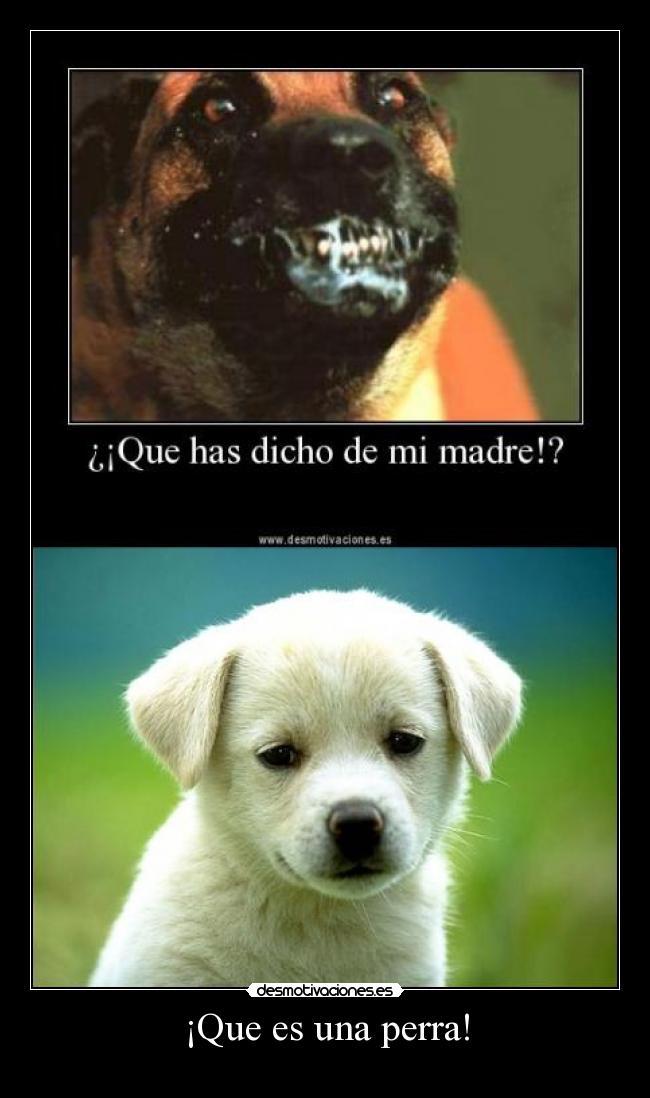 ¡Que es una perra! - 