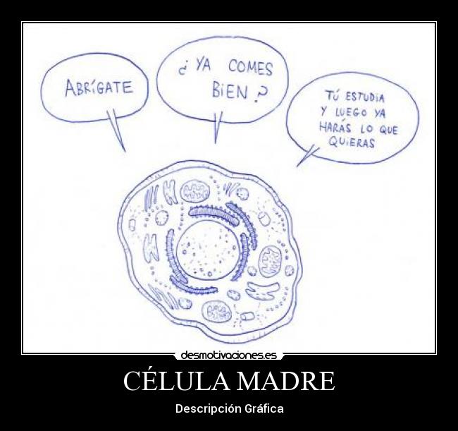 CÉLULA MADRE - 