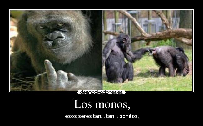 Los monos, -
