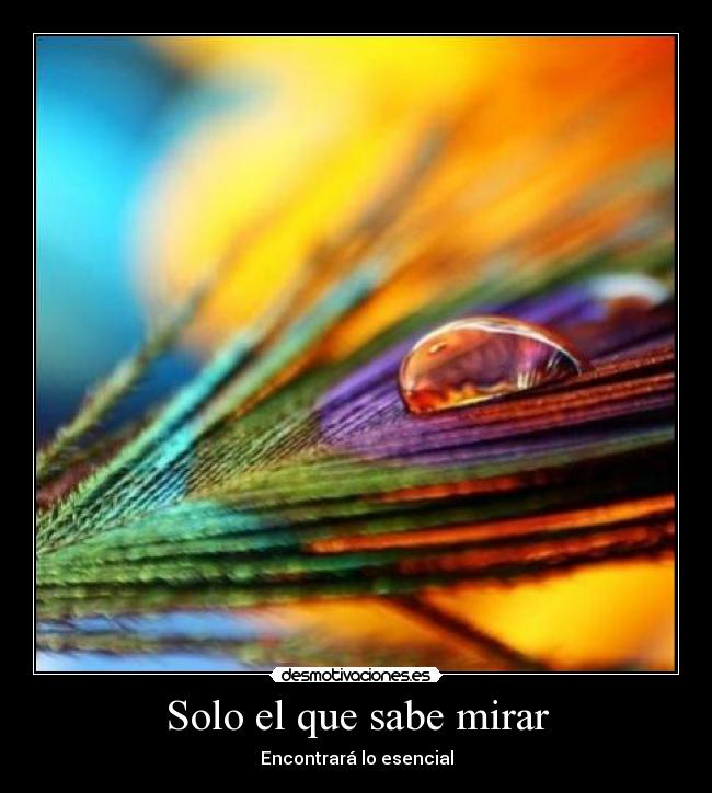 Solo el que sabe mirar - Encontrará lo esencial