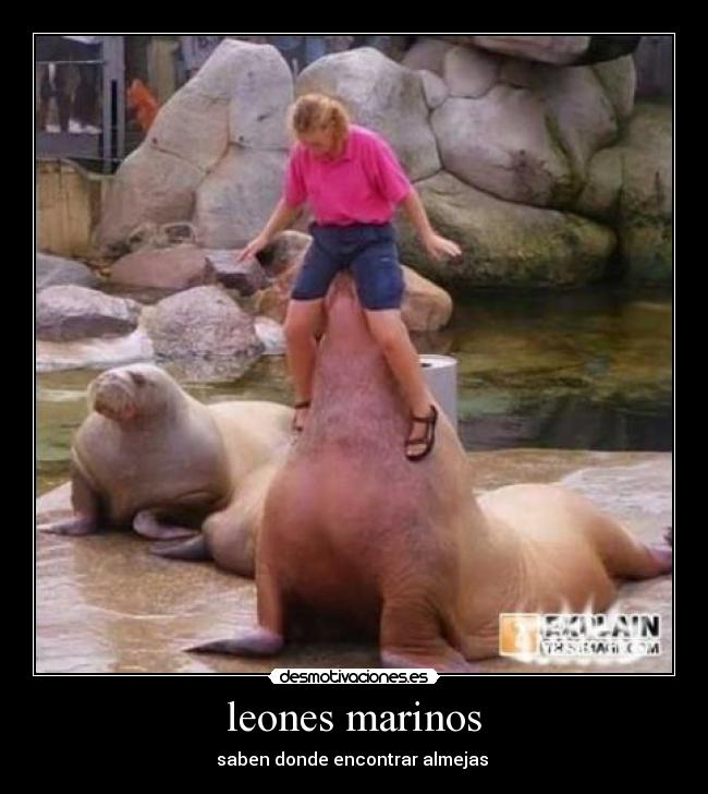 leones marinos - 