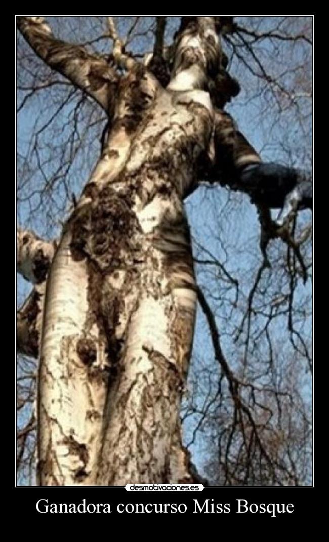 Ganadora concurso Miss Bosque - 