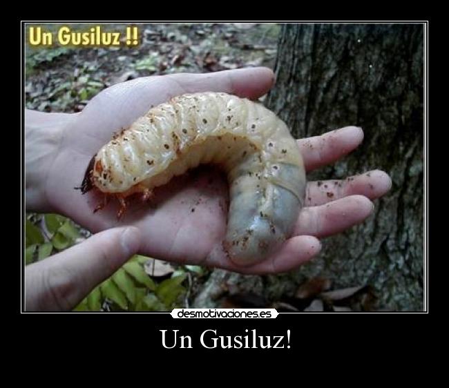Un Gusiluz! - 