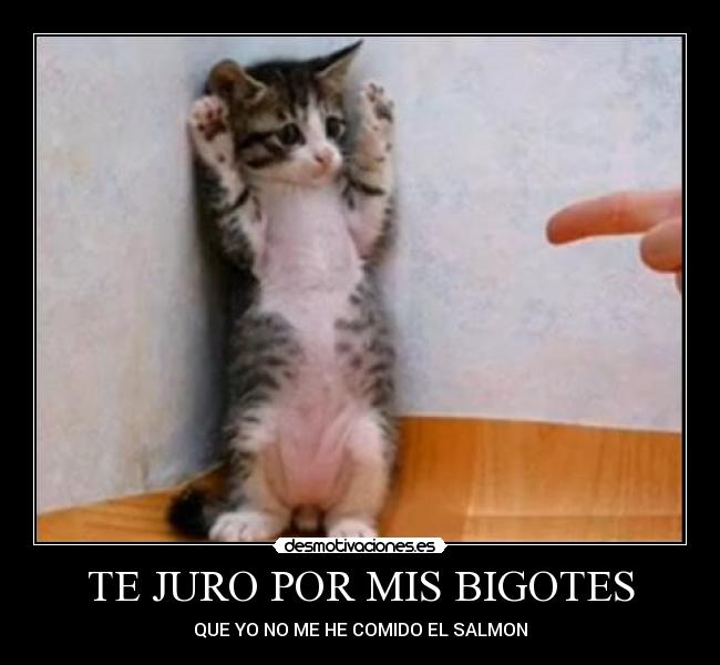 TE JURO POR MIS BIGOTES - QUE YO NO ME HE COMIDO EL SALMON