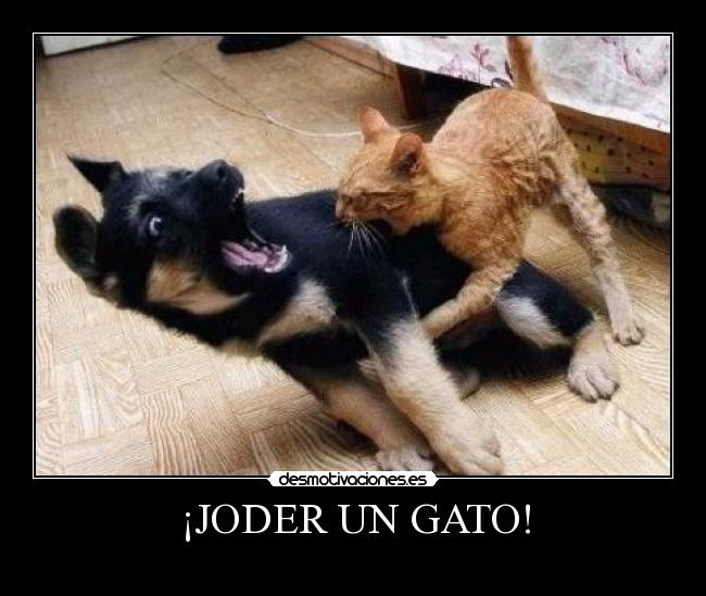 ¡JODER UN GATO! - 