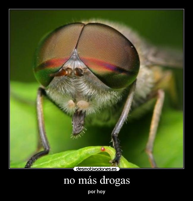 no más drogas - por hoy