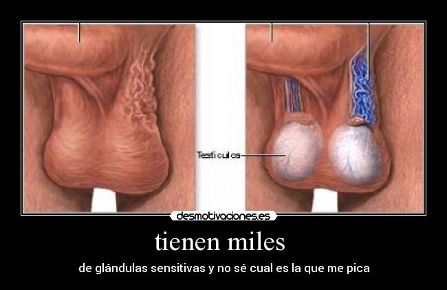 tienen miles  - de glándulas sensitivas y no sé cual es la que me pica